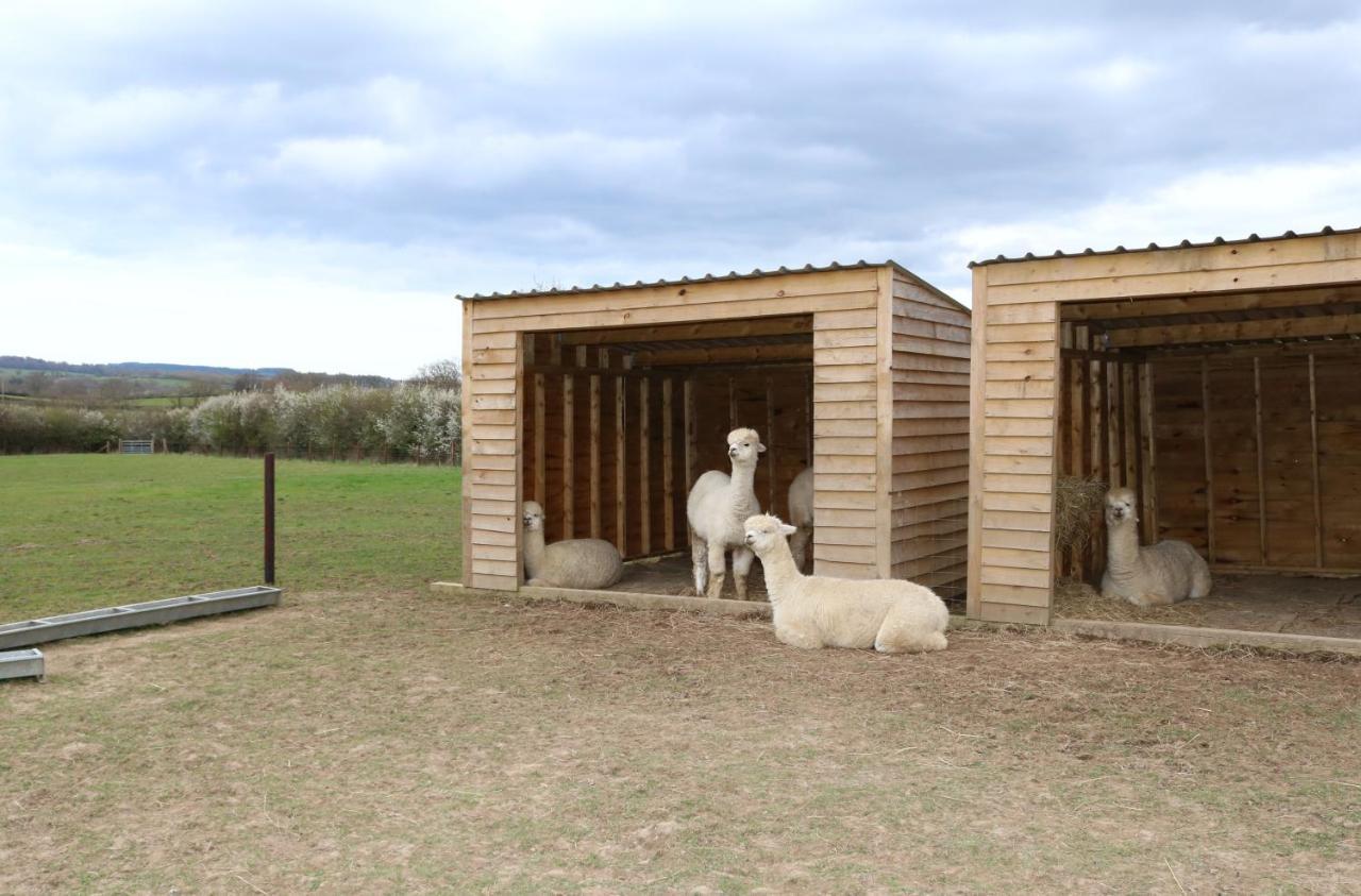 Dartmoor Reach Alpaca Farm Heated Cabins 5 Mins Drive To Dartmoor Bovey Tracey Zewnętrze zdjęcie