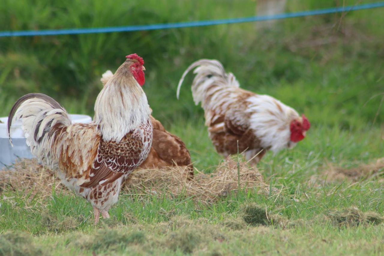 Dartmoor Reach Alpaca Farm Heated Cabins 5 Mins Drive To Dartmoor Bovey Tracey Zewnętrze zdjęcie