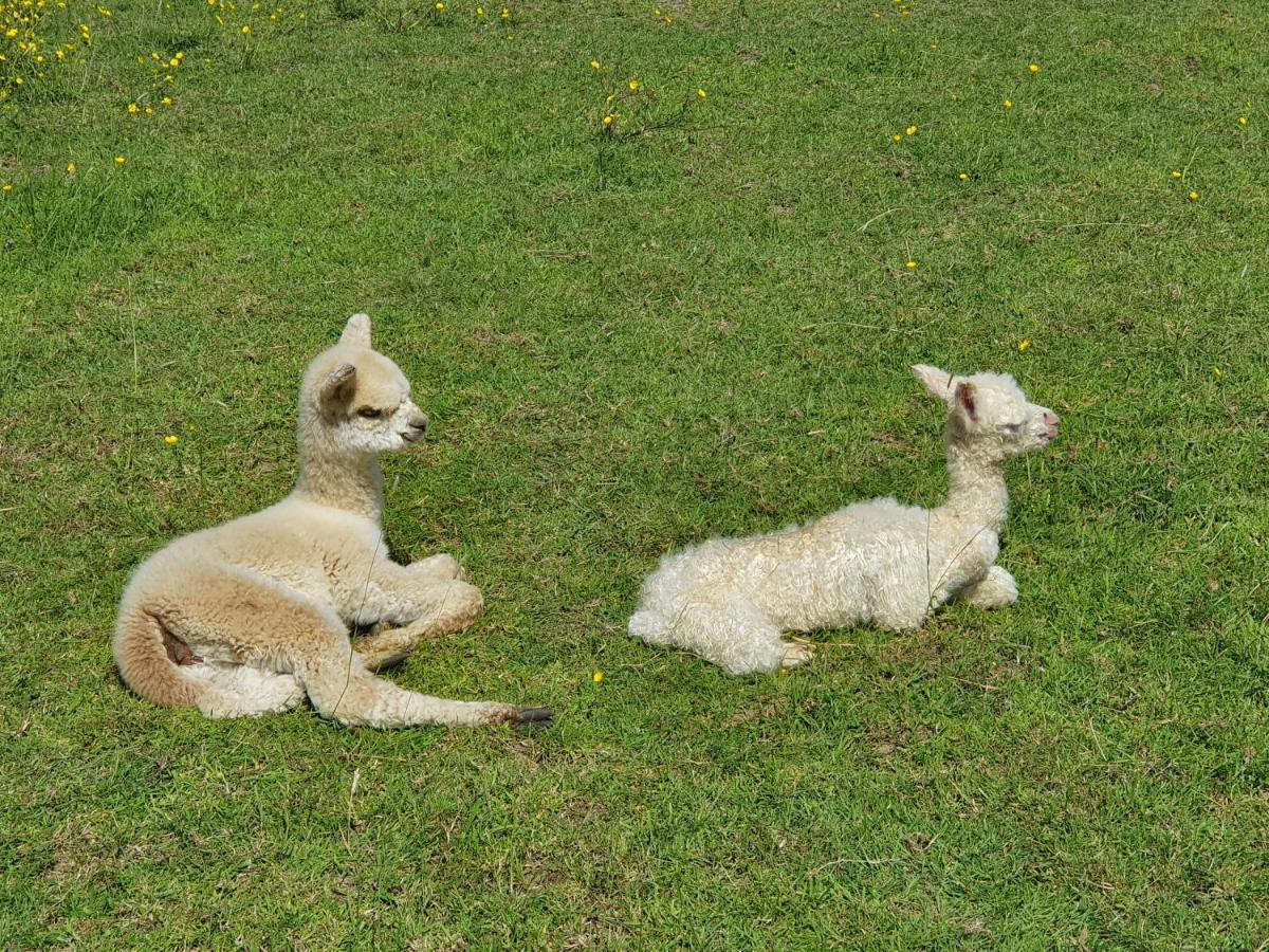 Dartmoor Reach Alpaca Farm Heated Cabins 5 Mins Drive To Dartmoor Bovey Tracey Zewnętrze zdjęcie