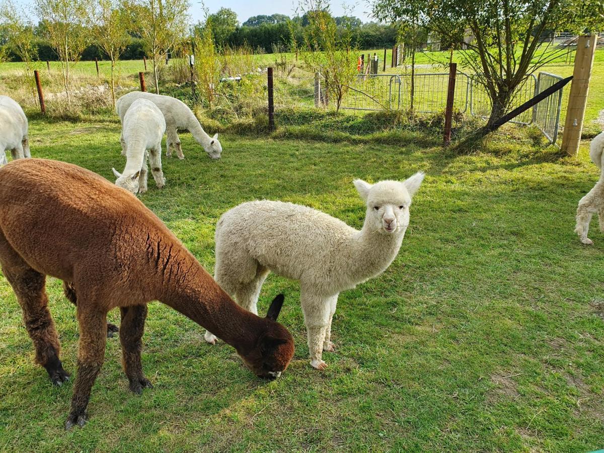 Dartmoor Reach Alpaca Farm Heated Cabins 5 Mins Drive To Dartmoor Bovey Tracey Zewnętrze zdjęcie