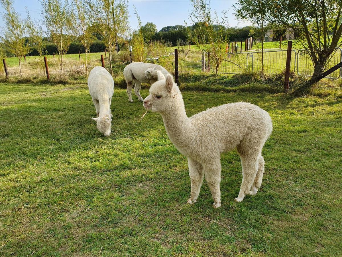 Dartmoor Reach Alpaca Farm Heated Cabins 5 Mins Drive To Dartmoor Bovey Tracey Zewnętrze zdjęcie