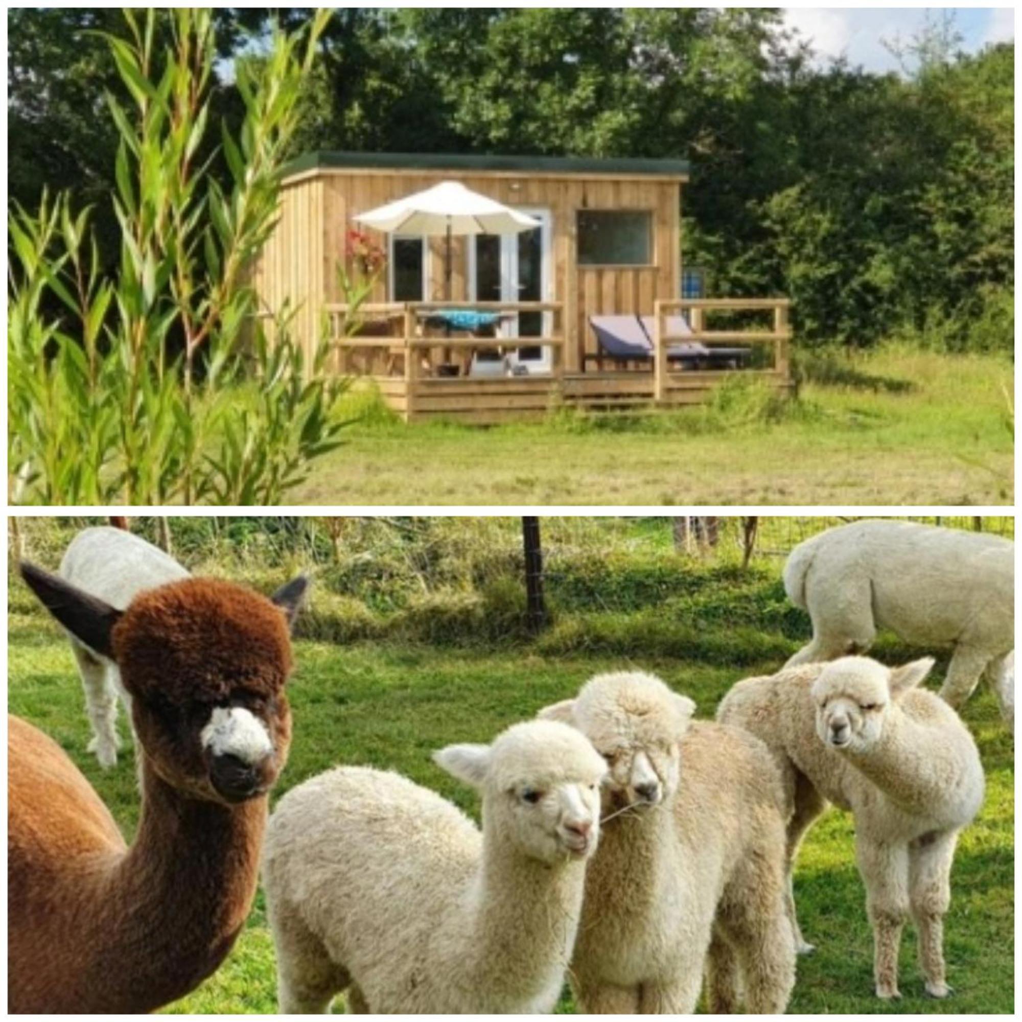 Dartmoor Reach Alpaca Farm Heated Cabins 5 Mins Drive To Dartmoor Bovey Tracey Zewnętrze zdjęcie