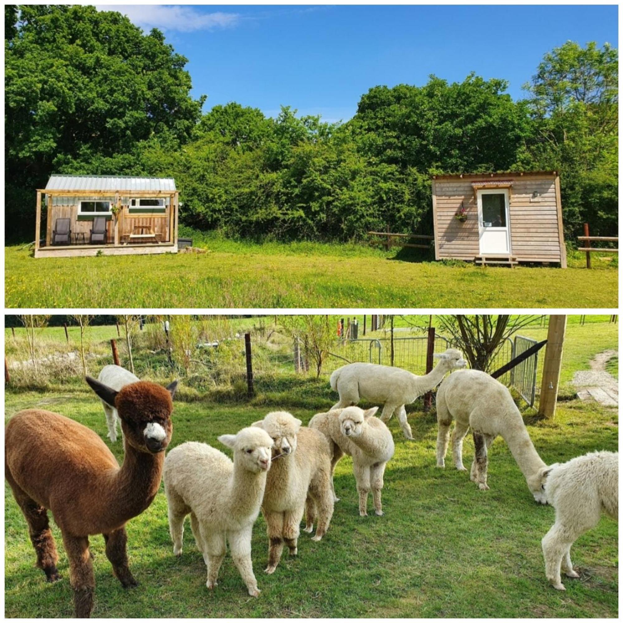 Dartmoor Reach Alpaca Farm Heated Cabins 5 Mins Drive To Dartmoor Bovey Tracey Pokój zdjęcie