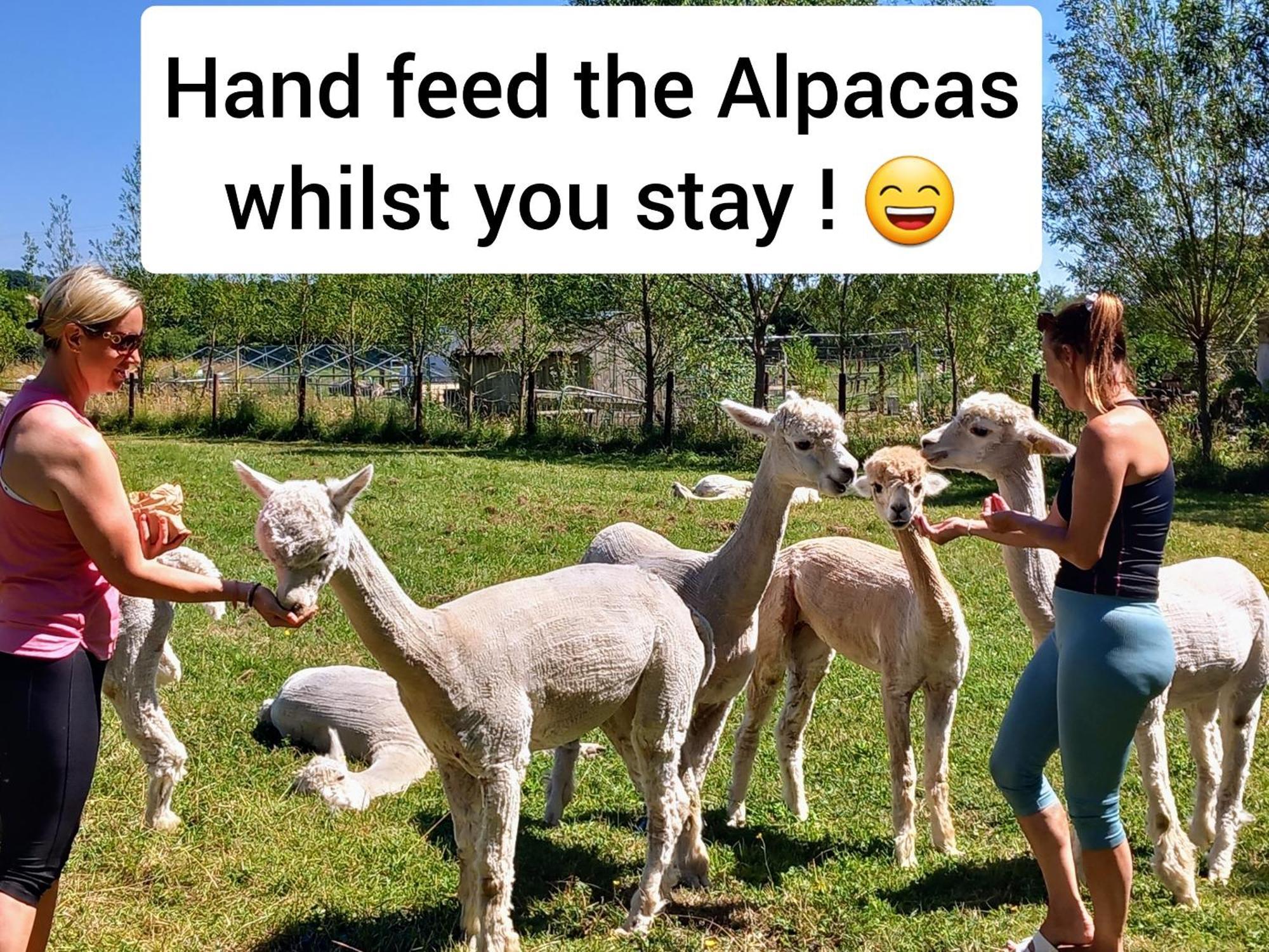 Dartmoor Reach Alpaca Farm Heated Cabins 5 Mins Drive To Dartmoor Bovey Tracey Zewnętrze zdjęcie