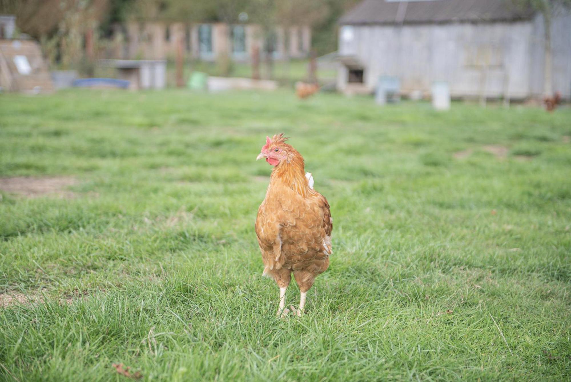Dartmoor Reach Alpaca Farm Heated Cabins 5 Mins Drive To Dartmoor Bovey Tracey Pokój zdjęcie