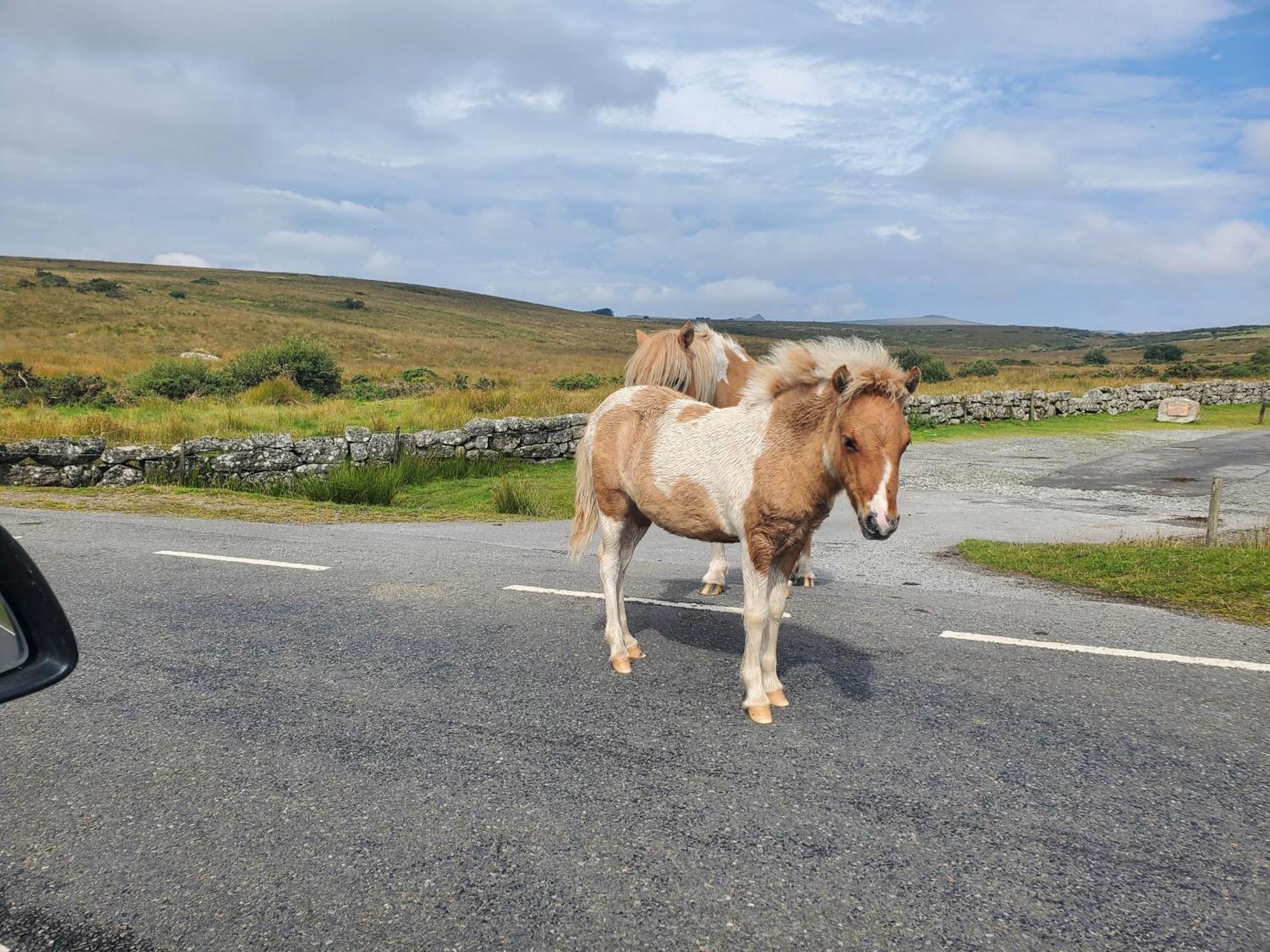 Dartmoor Reach Alpaca Farm Heated Cabins 5 Mins Drive To Dartmoor Bovey Tracey Zewnętrze zdjęcie