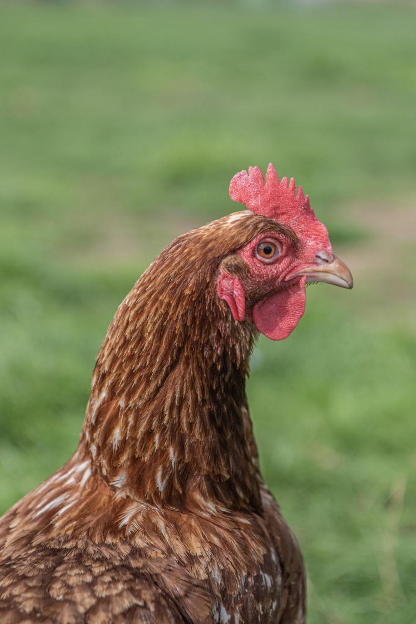 Dartmoor Reach Alpaca Farm Heated Cabins 5 Mins Drive To Dartmoor Bovey Tracey Zewnętrze zdjęcie