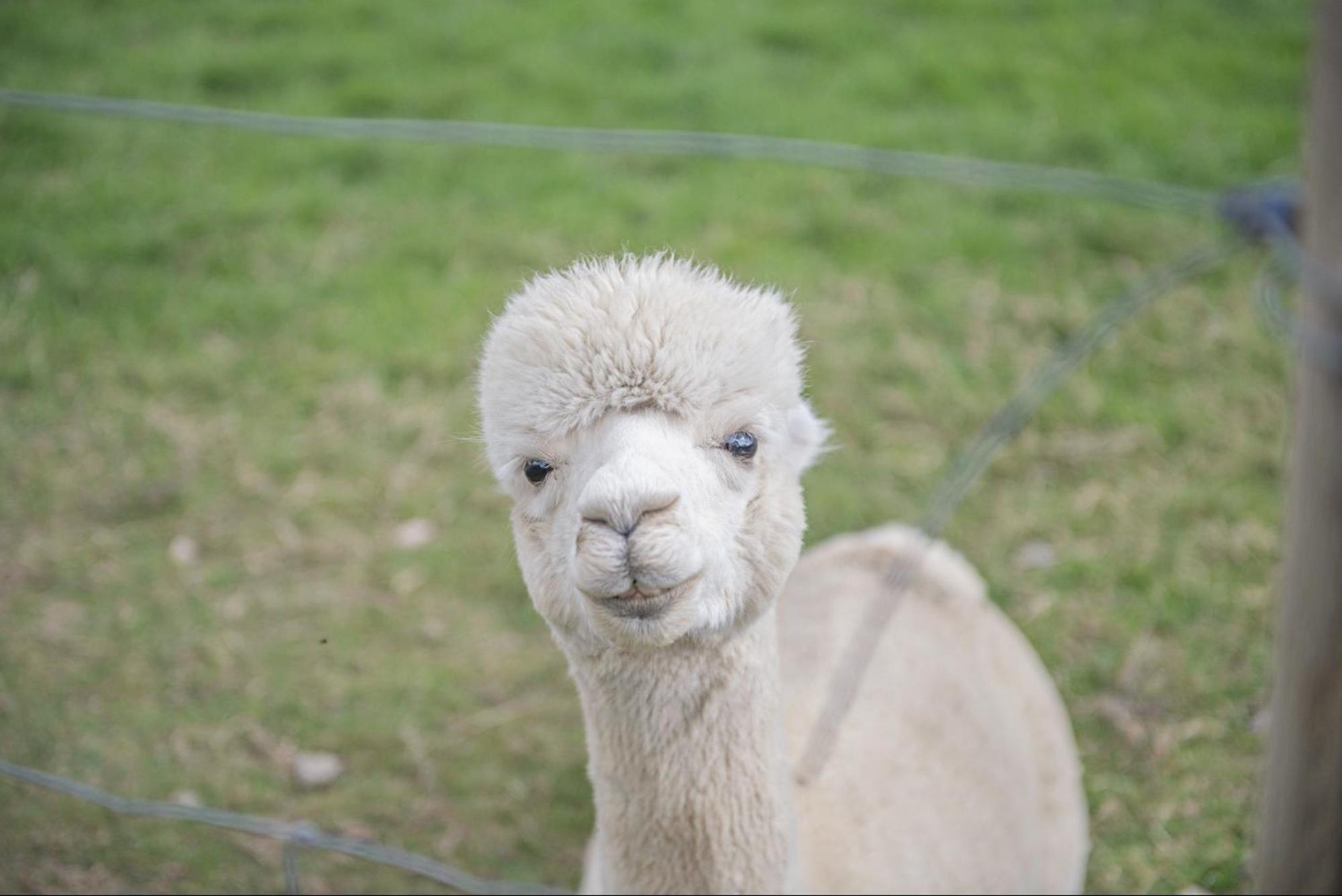 Dartmoor Reach Alpaca Farm Heated Cabins 5 Mins Drive To Dartmoor Bovey Tracey Zewnętrze zdjęcie