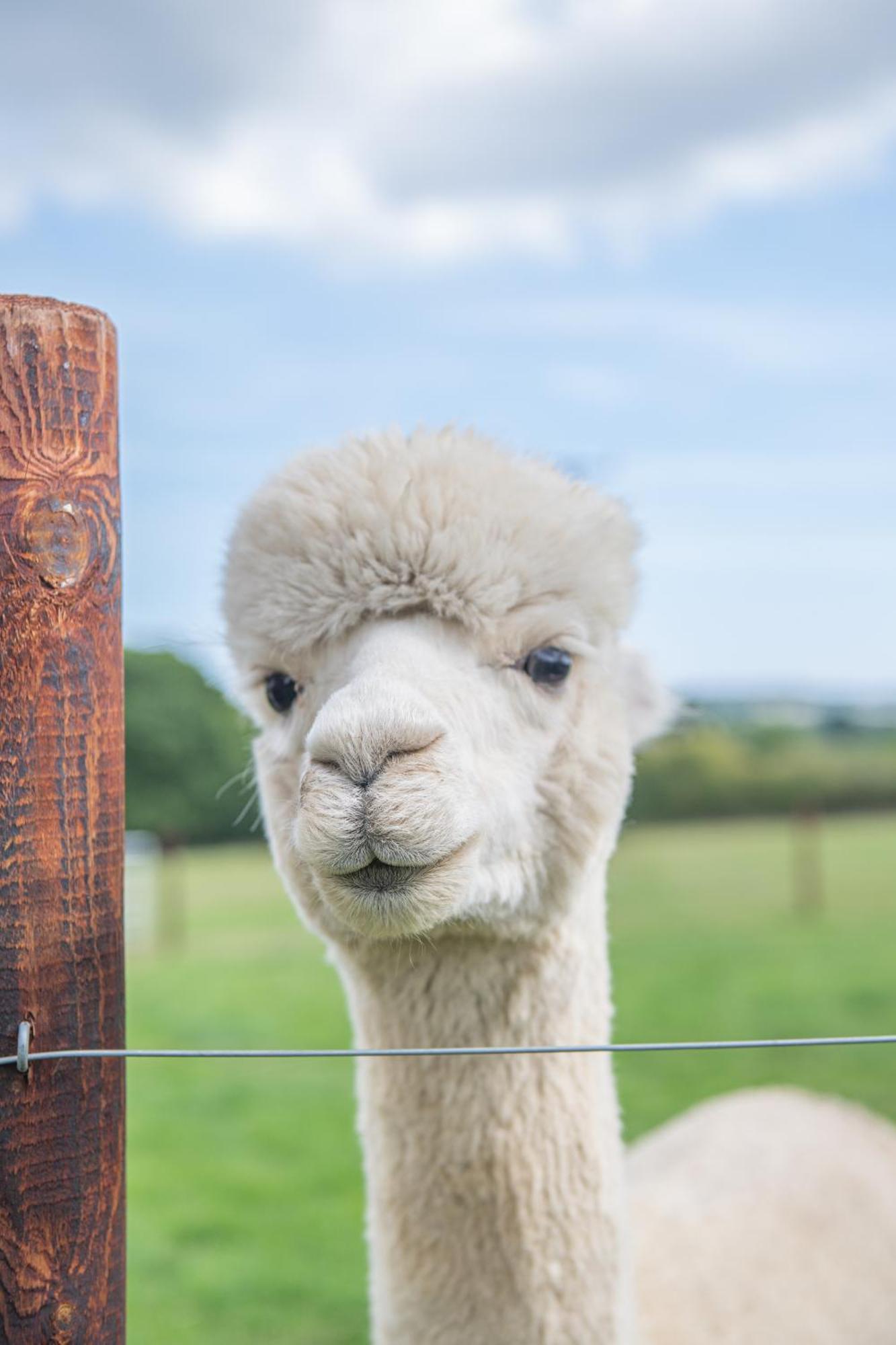 Dartmoor Reach Alpaca Farm Heated Cabins 5 Mins Drive To Dartmoor Bovey Tracey Pokój zdjęcie